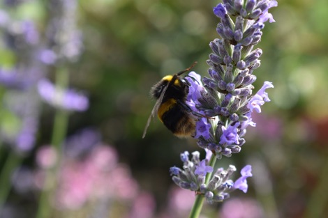 Bumblebee on lavender